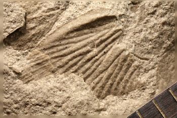 Media type: image;   Entomology PALE-30782